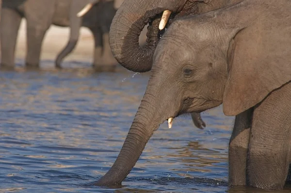 Boire des éléphants d'Afrique — Photo