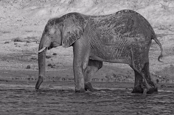 Gammel afrikansk elefant drikker – stockfoto