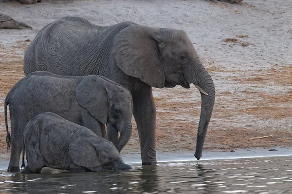 Boire des éléphants d'Afrique — Photo