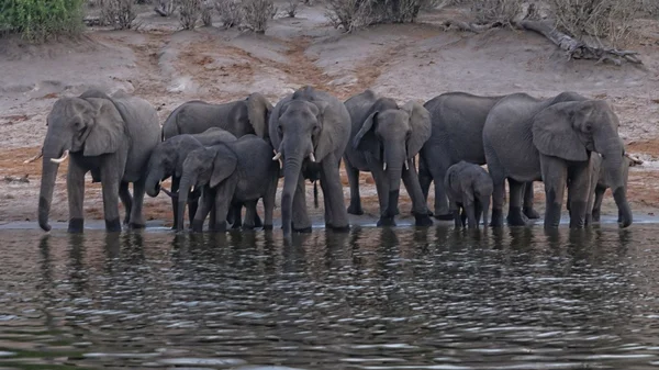 Afričtí sloni pití — Stock fotografie