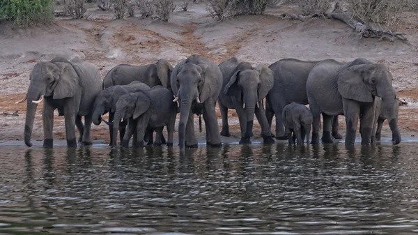 African Elephants drinking — Stock Photo, Image