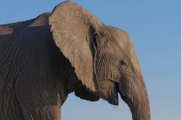 Elefante africano de cerca — Foto de Stock