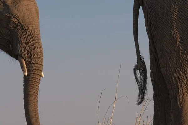 Éléphant d'Afrique gros plan — Photo