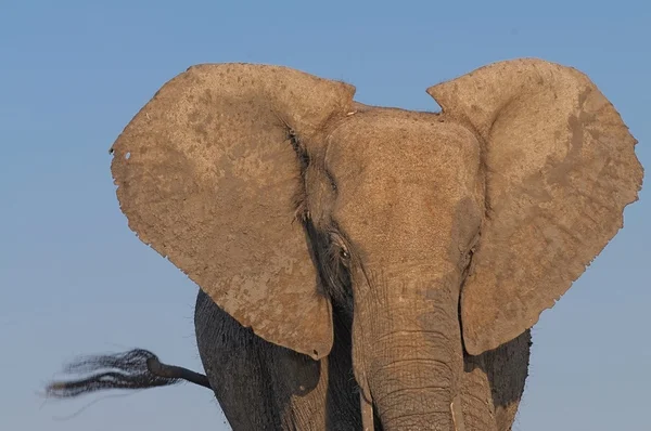 Słoń afrykański z bliska — Zdjęcie stockowe