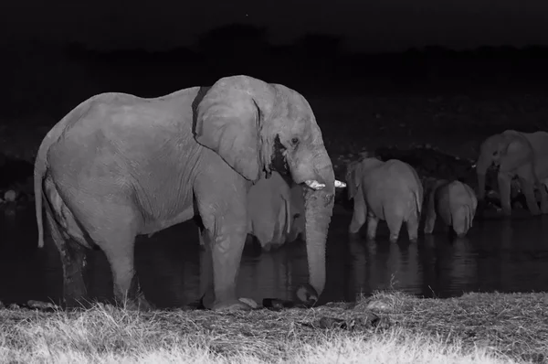 Afrikanske elefanter drikker – stockfoto