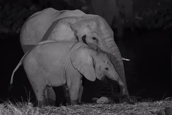 Elefantes africanos bebendo — Fotografia de Stock