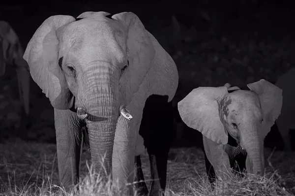 Slon africký, pití — Stock fotografie