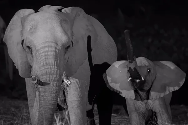 Afrikansk elefant drikker – stockfoto