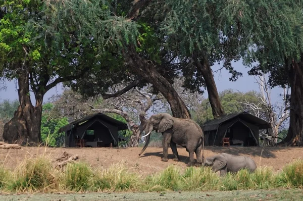 Slon africký chůzi — Stock fotografie