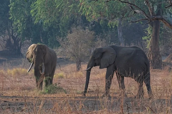 African Elephants feeding — Stock Photo, Image