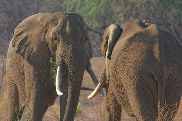 African Elephants feeding — Stock Photo, Image