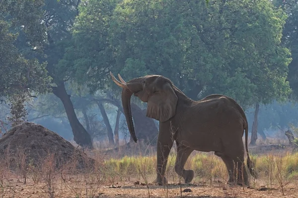 Mana pools Elephant feeding — Stock Photo, Image