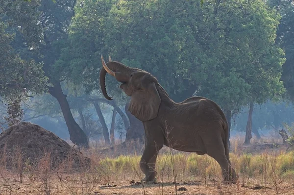 Mana pools Elephant feeding — Stock Photo, Image