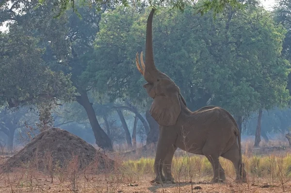 Mana pools Elephant feeding — Stock Photo, Image