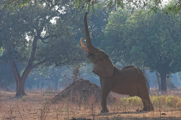 Mana pools Elephant feeding — Stock Photo, Image