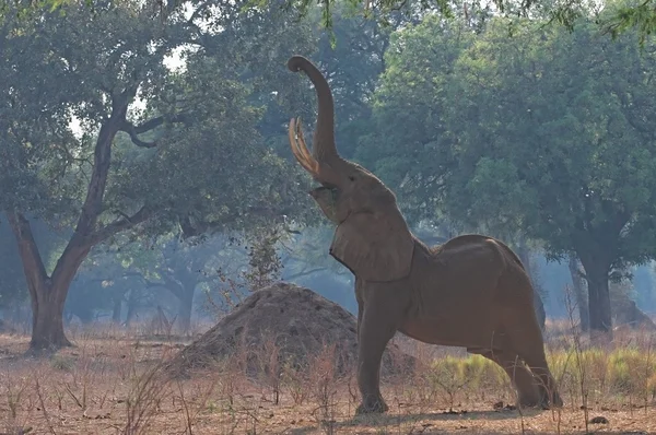 Mana pools Elephant feeding — Stock Photo, Image