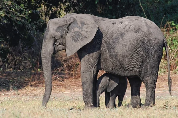 African Elephants walking — Stock Photo, Image