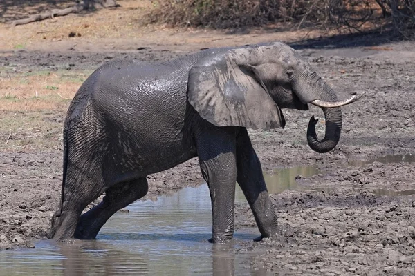 Afrikai elefánt, séta — Stock Fotó
