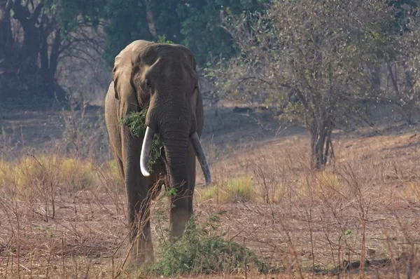 Alimentation des éléphants d'Afrique Images De Stock Libres De Droits