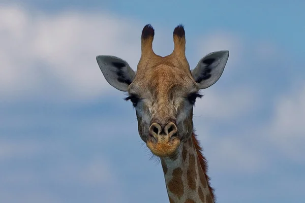 Giraffe — Stockfoto