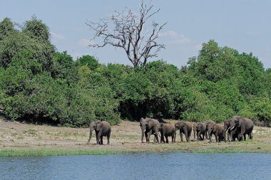 Afrika filleri yürüyüş