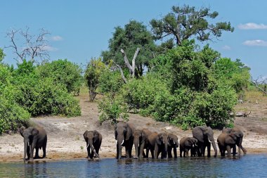 Afrika filleri içme