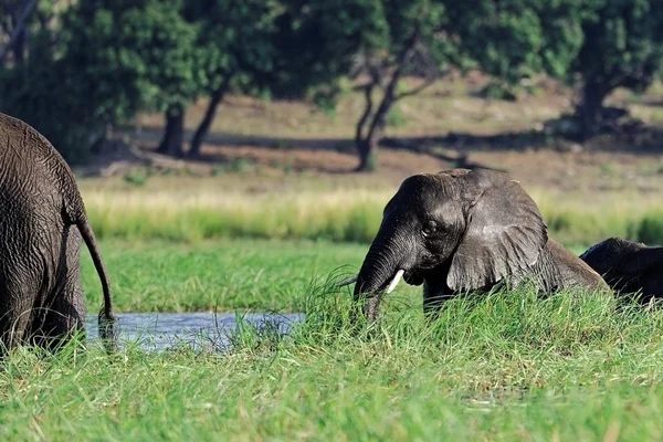 Young African Elephant feeding — Stock fotografie