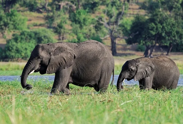 Young African Elephants feeding — Stock fotografie