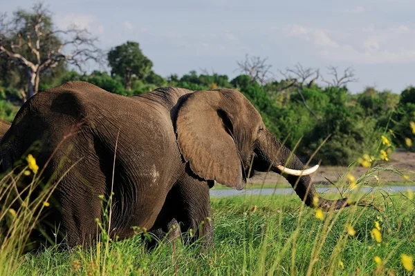 Slon africký, krmení — Stock fotografie