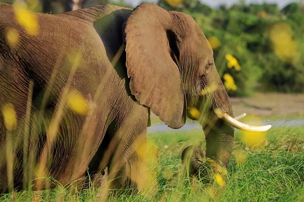 Slon africký, krmení — Stock fotografie