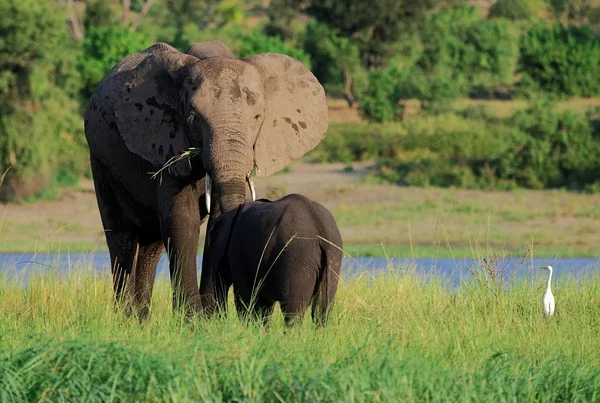 Afričtí sloni krmení — Stock fotografie