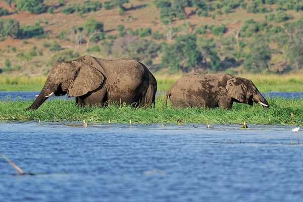 Afričtí sloni krmení — Stock fotografie