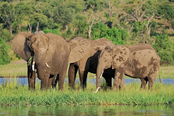 Slon africký, krmení — Stock fotografie