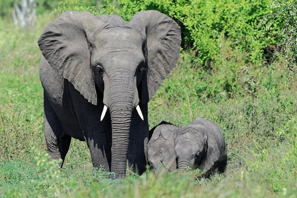 Slon africký, krmení — Stock fotografie