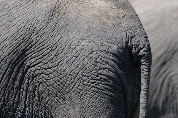 Elefante africano de cerca — Foto de Stock