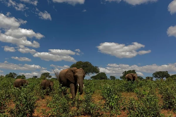 African Elephants feeding — Stock Photo, Image