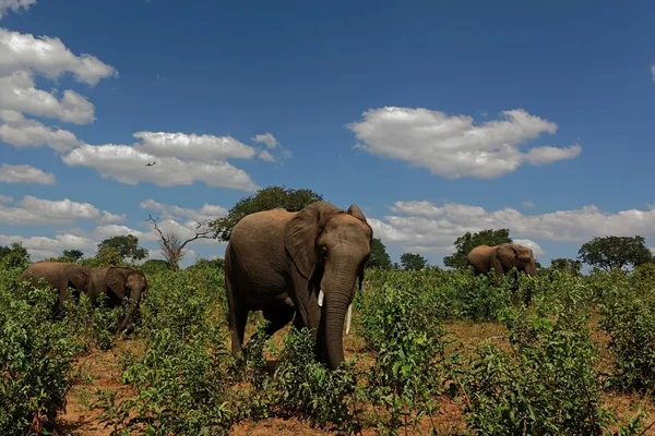 Elefantes africanos alimentándose — Foto de Stock