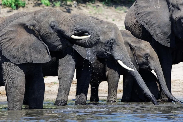 Boire des éléphants d'Afrique — Photo