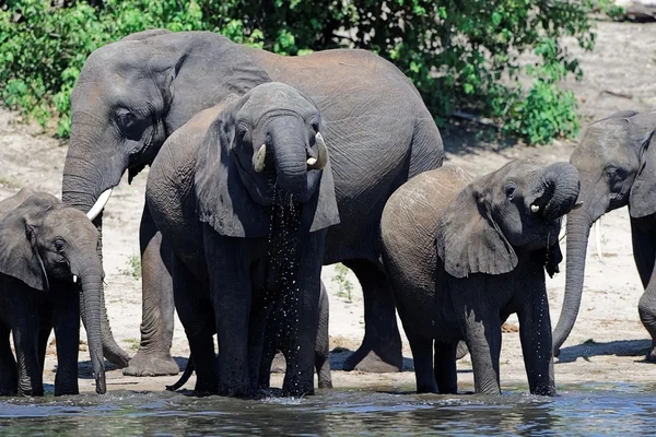 Afrikanische Elefanten trinken — Stockfoto