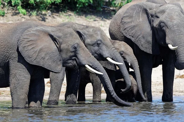 Afrikanische Elefanten trinken — Stockfoto