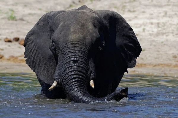 Natation de l'éléphant d'Afrique — Photo