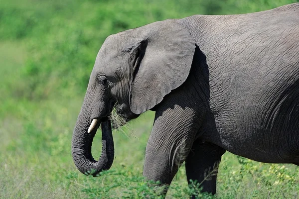 African Elephant feeding Stock Image