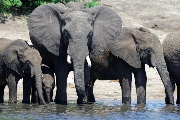 Boire des éléphants d'Afrique Images De Stock Libres De Droits