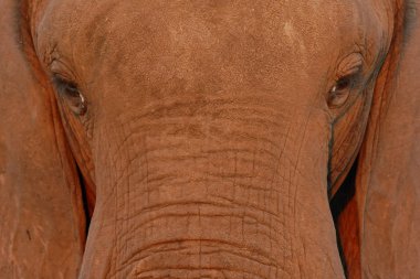 African Elephant - Close up