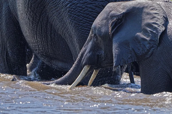 Afrika filleri Yüzme — Stok fotoğraf