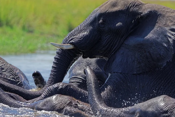 Éléphants d'Afrique Natation — Photo