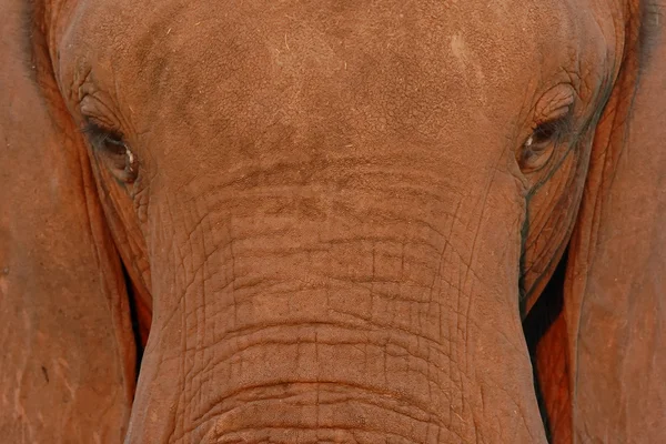 Elefante africano - Primo piano — Foto Stock