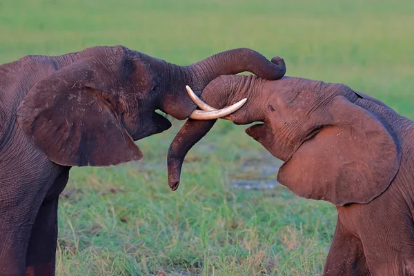 Les jeunes éléphants africains se battent — Photo