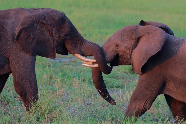 Les jeunes éléphants africains se battent — Photo