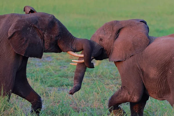 Les jeunes éléphants africains se battent — Photo